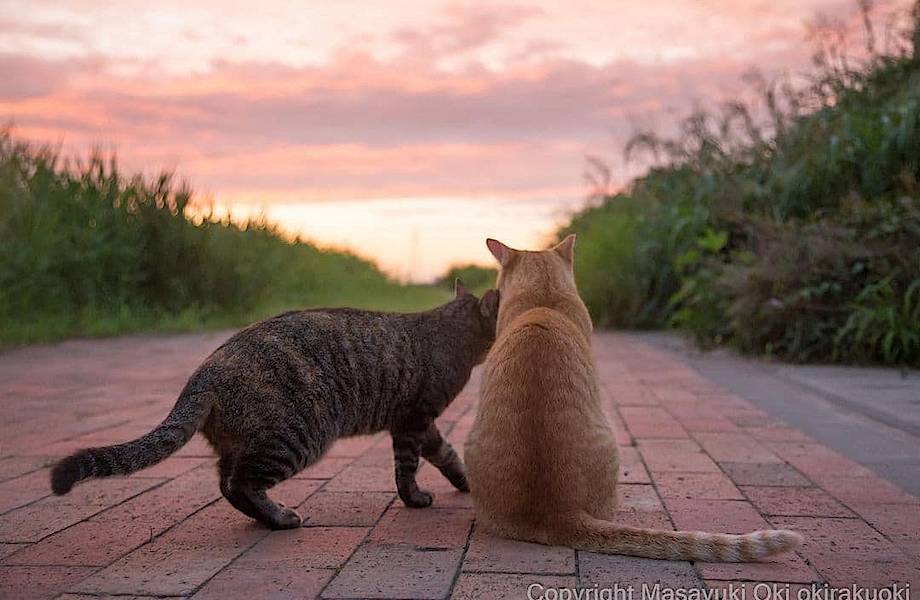 20 забавных фото бездомных кошек, на которых запечатлен их невероятный характер