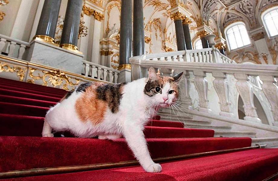 Как эрмитажные коты стали обладателями наследства