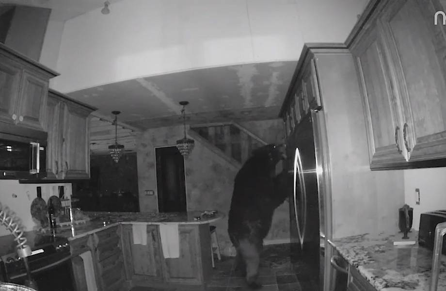 Видео: Медведь хозяйничает на кухне, пока все обитатели дома спят  
