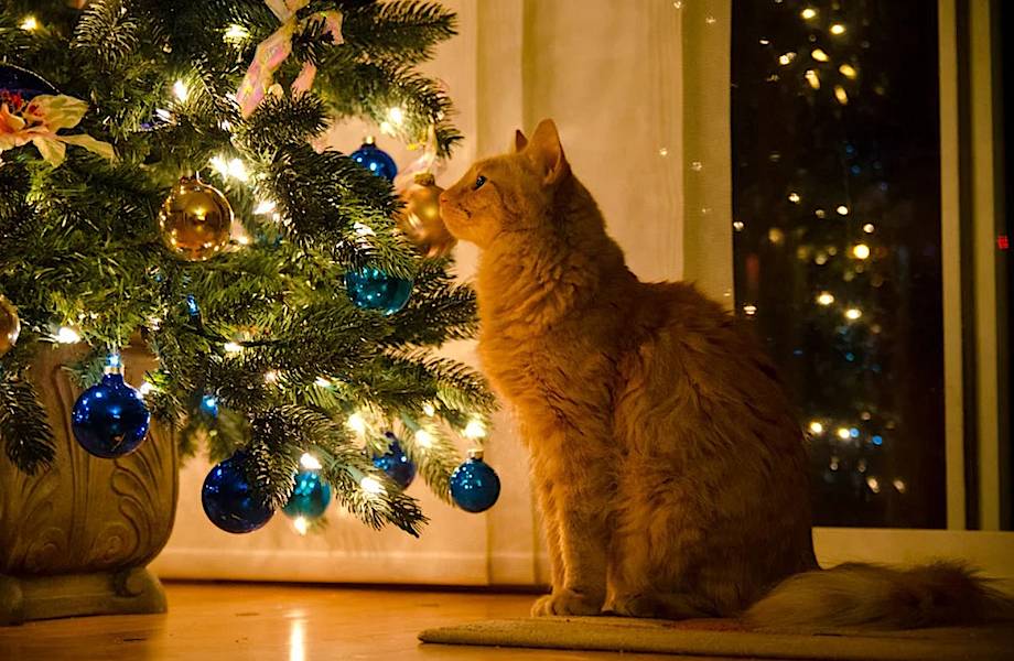 4 новогодних лайфхака, которые пригодятся каждому