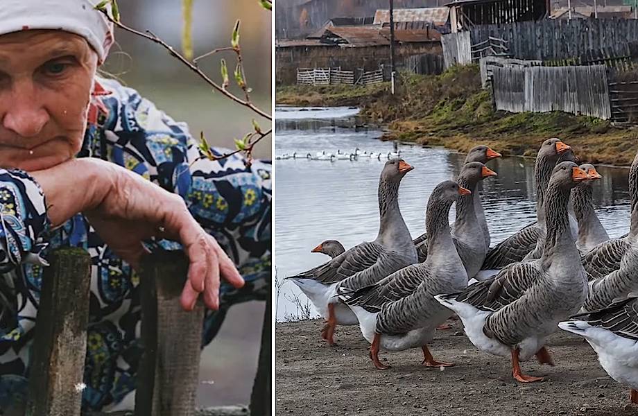 Бабушка спасла дикую птицу, а та увела у нее всех гусей, но потом все же отблагодарила