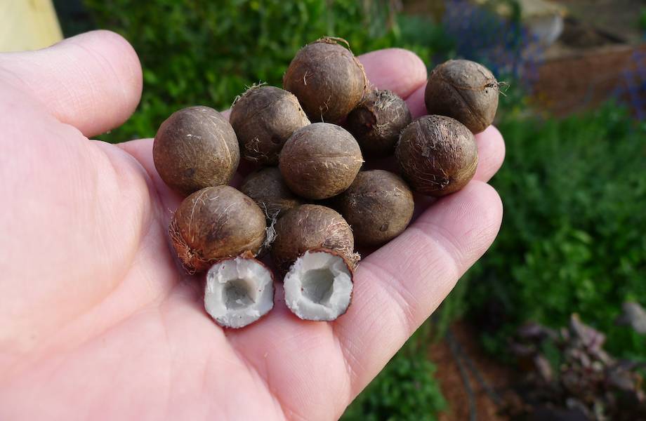 Размером с грецкий орех: как выглядят и где растут самые маленькие кокосы Размером с грецкий орех: как выглядят и где растут самые маленькие кокосы