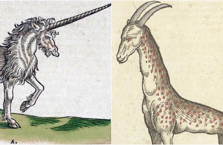 Единорог и слон со странным хоботом: 10 забавных рисунков животных из книги XVI века 