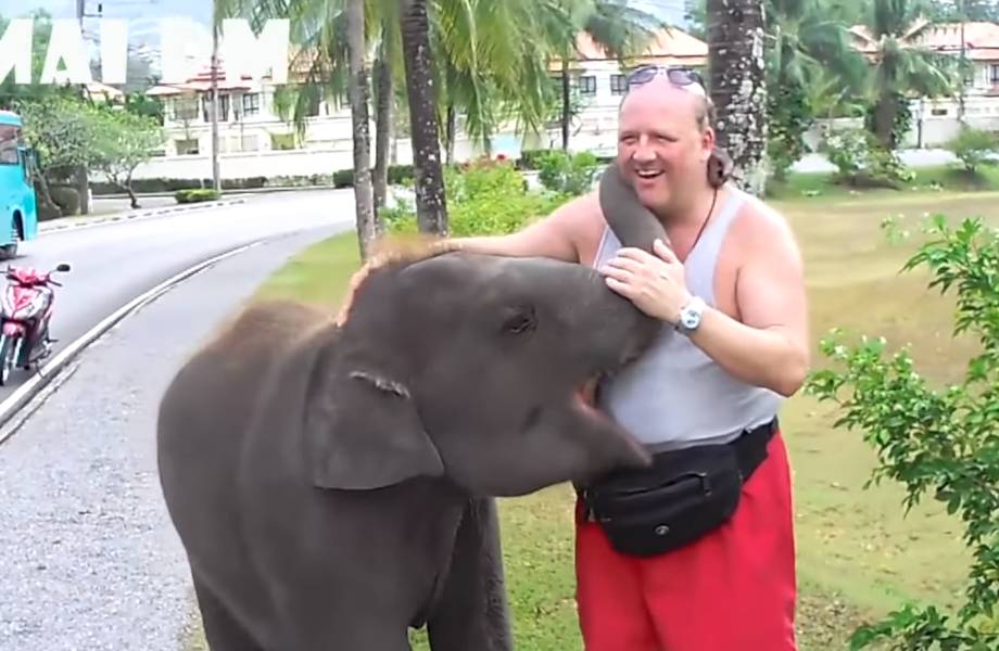 Видео: Вместо тысячи слов — как животные демонстрируют любовь к человеку Видео: Вместо тысячи слов — как животные демонстрируют любовь к человеку