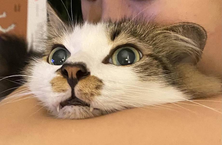15 смешных котов, которые просто ненавидят объятия