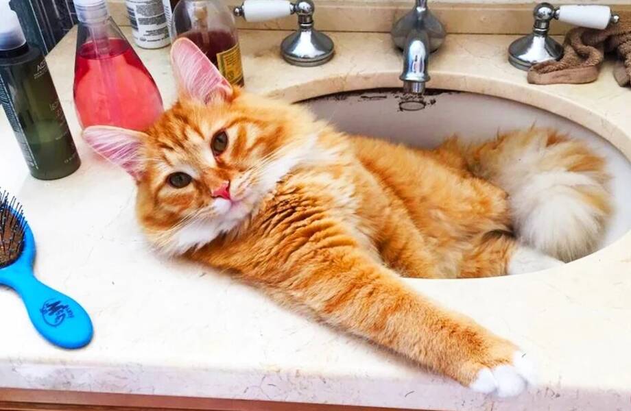 14 фото, которые доказывают, что коты — это жидкость