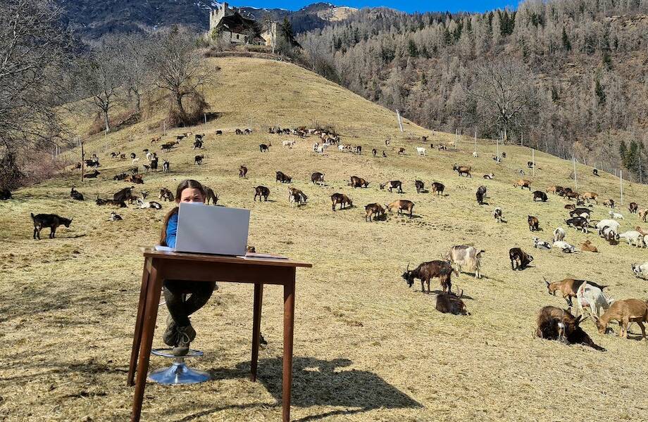 Итальянская школьница учится удаленно на пастбище в горах
