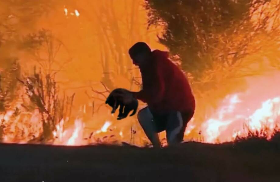 Видео: Мужчина спас волчонка из пожара, спустя год хищник вернул долг человеку