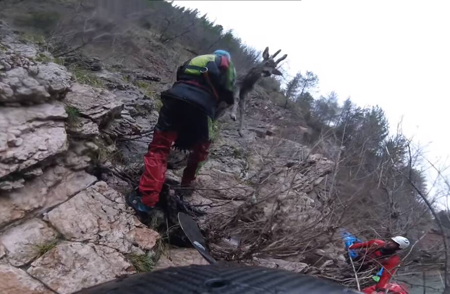 Видео: Каякер спасает оленя из бурной реки