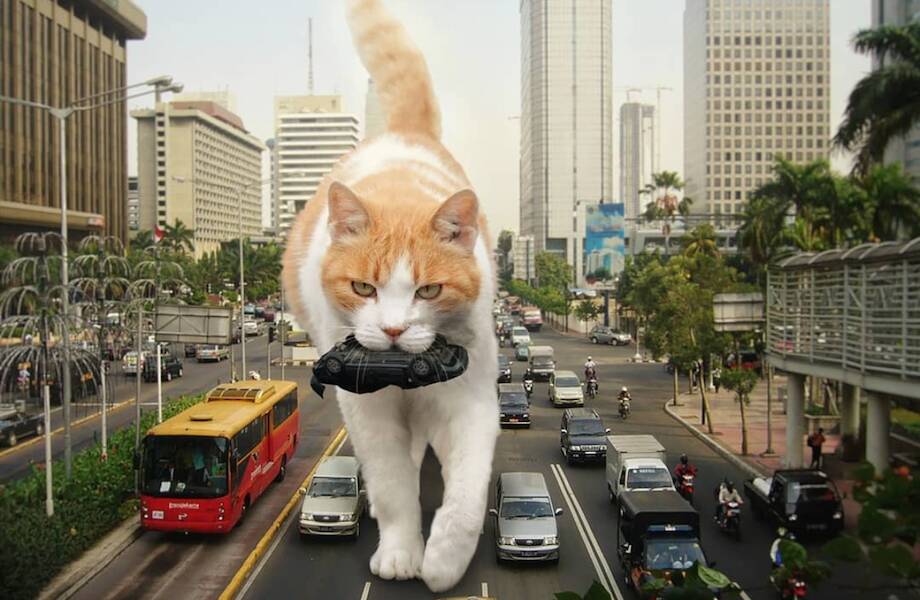 Котзиллы среди нас: 16 фото котов внушительных размеров, которые заполонили города
