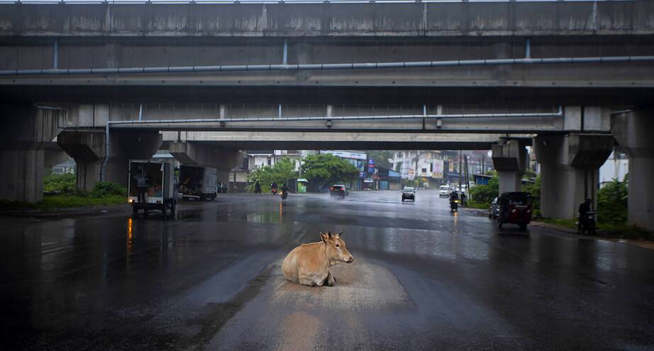 Фото дня: корова укрывается от дождя на дороге во время локдауна