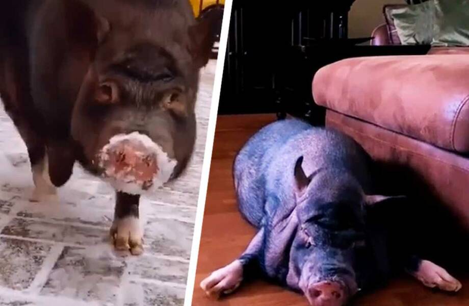Видео: Домашний кабан Мэня становится невероятно популярным в соцсетях