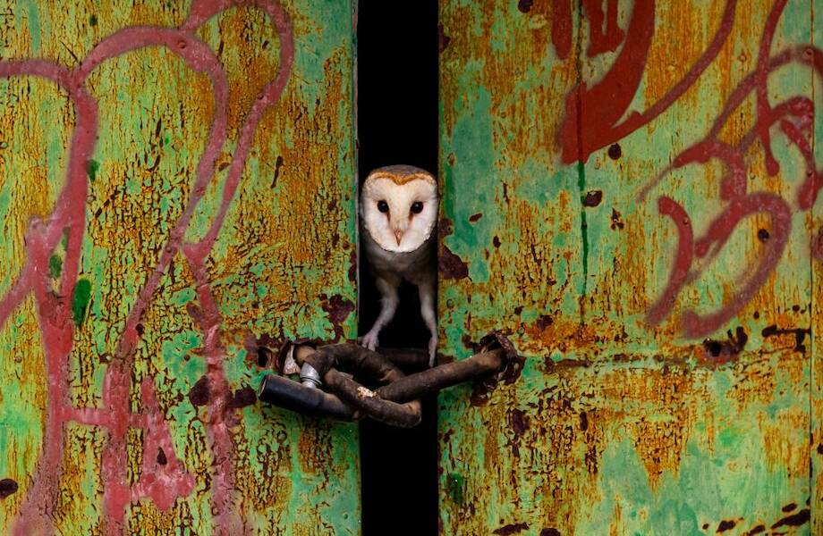 Лучшие 20 фотографий дикой природы по версии журнала Nature TTL