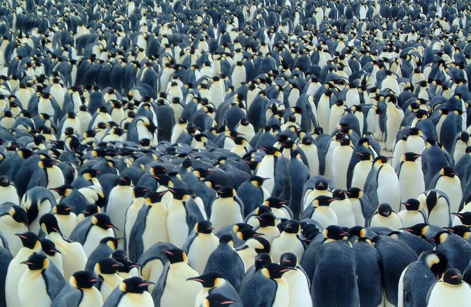 Почему медведи, пингвины и северные олени не исчезают, ведь идет глобальное потепление