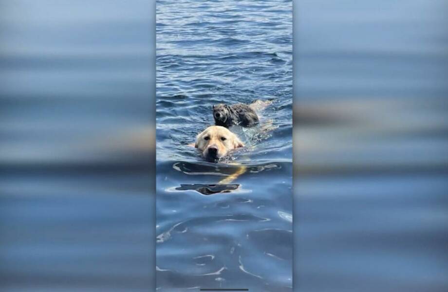 Пёс плавал в озере, когда ему на спину запрыгнул сурок, которому пришлось помогать