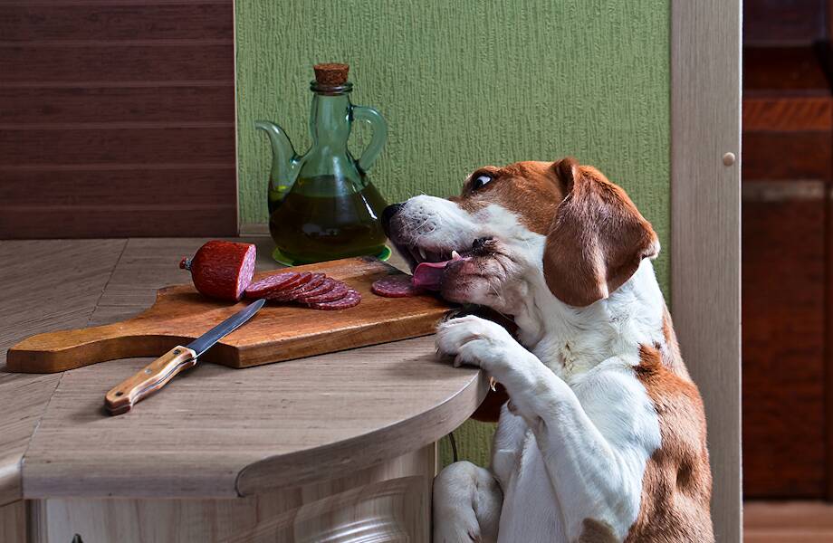 Какую колбасу в СССР называли «собачьей радостью», и как ее делали