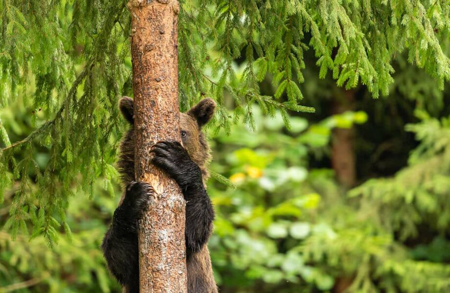 10 самых смешных снимков животных с конкурса Comedy Wildlife Photography