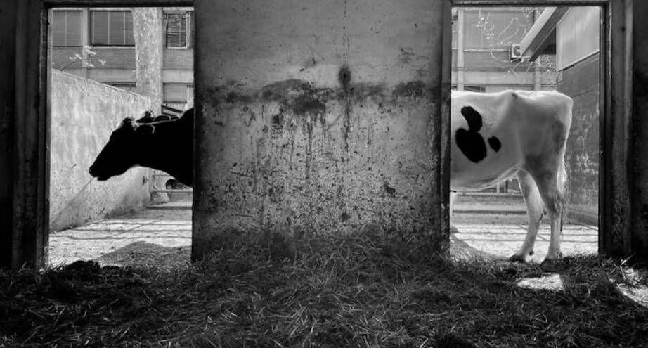 Фото дня: ли-муууу-зин