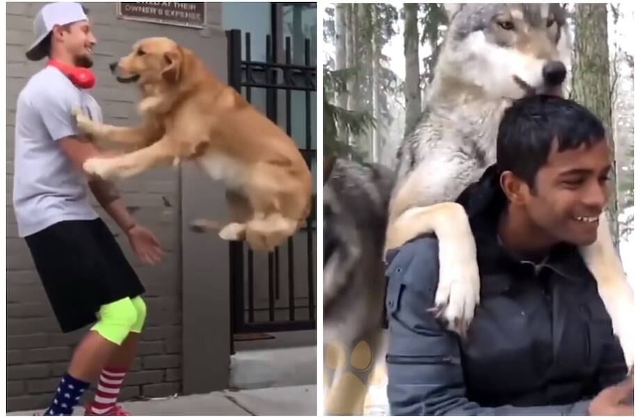 Трогательная реакция животных, которые встретились с хозяевами спустя долгое время Трогательная реакция животных, которые встретились с хозяевами спустя долгое время