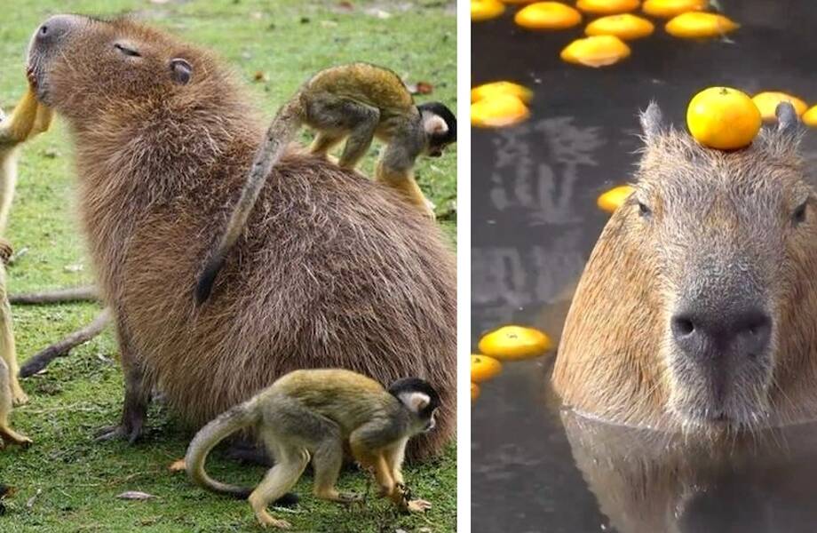15 фотографий капибар, чье невозмутимое спокойствие передается даже через экран