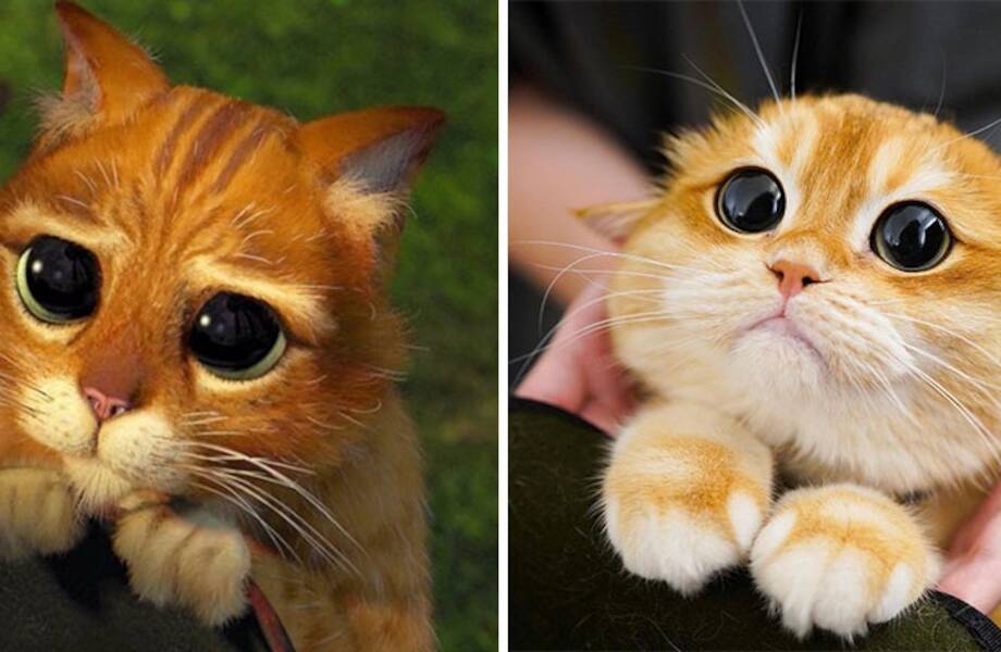 15 фото очаровательного кота, который точь-в-точь как знаменитый персонаж «Шрека»
