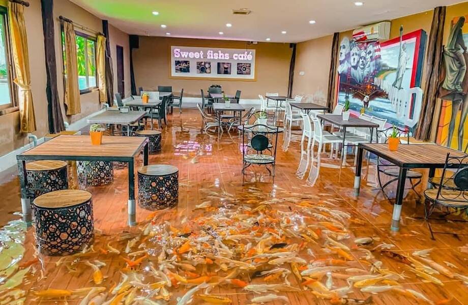 Кафе Sweet Fishs, где столики стоят в воде, а между ними плавают карпы кои