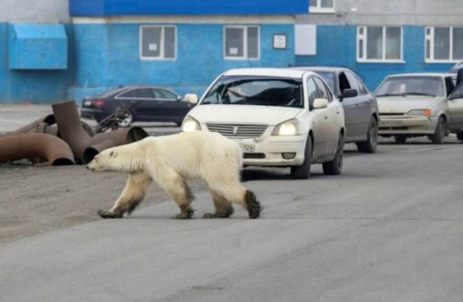 10 фотографий о том, чем Россия отличается от других стран