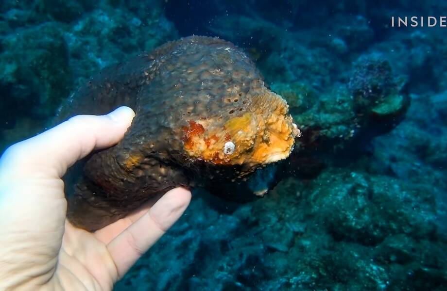 Видео: Как добывают морских губок и почему продают по $30 за штуку