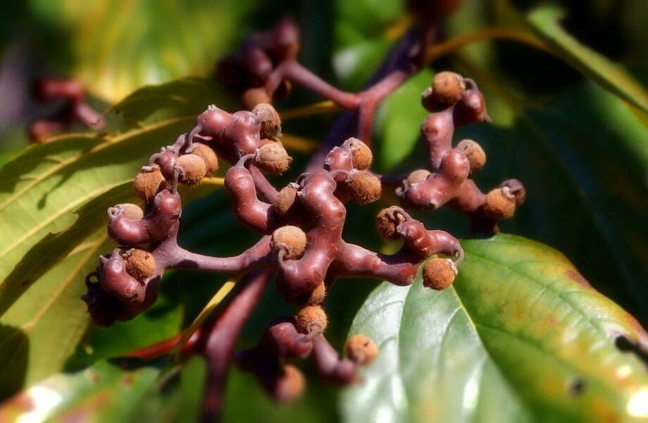 Видео: Конфетное дерево: почему его так называют Видео: Конфетное дерево: почему его так называют