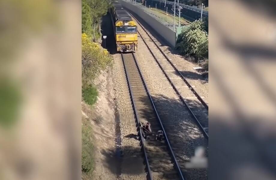 Видео: Самые трогательные моменты, которые когда-либо удавалось снять на камеру