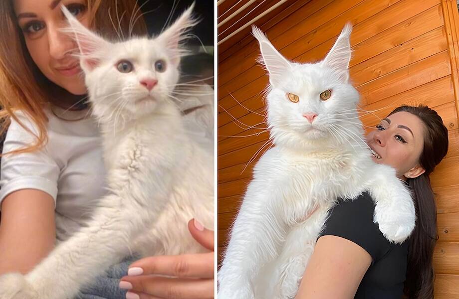Девушка завела котенка, а из него вырос громаднейший кот, которого путают с собакой