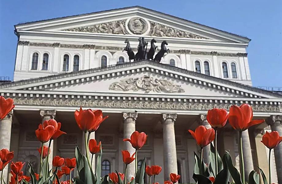 Почему у Большого театра высаживают тюльпаны, и как они называются