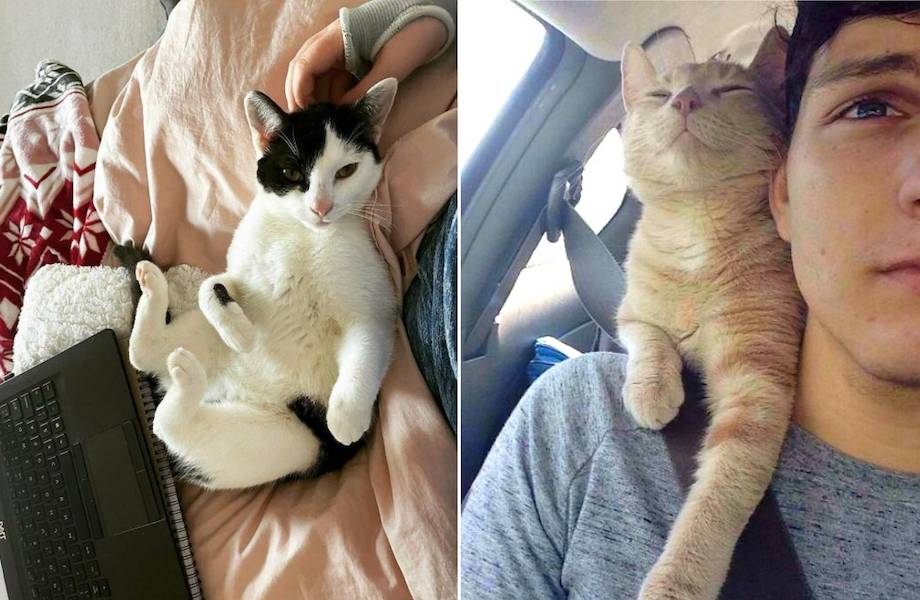 20 фото счастливых животных, которые сильно преобразились, обретя семью