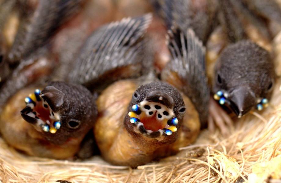 Люди сняли на видео странного птенца, больше похожего на демогоргона Люди сняли на видео странного птенца, больше похожего на демогоргона