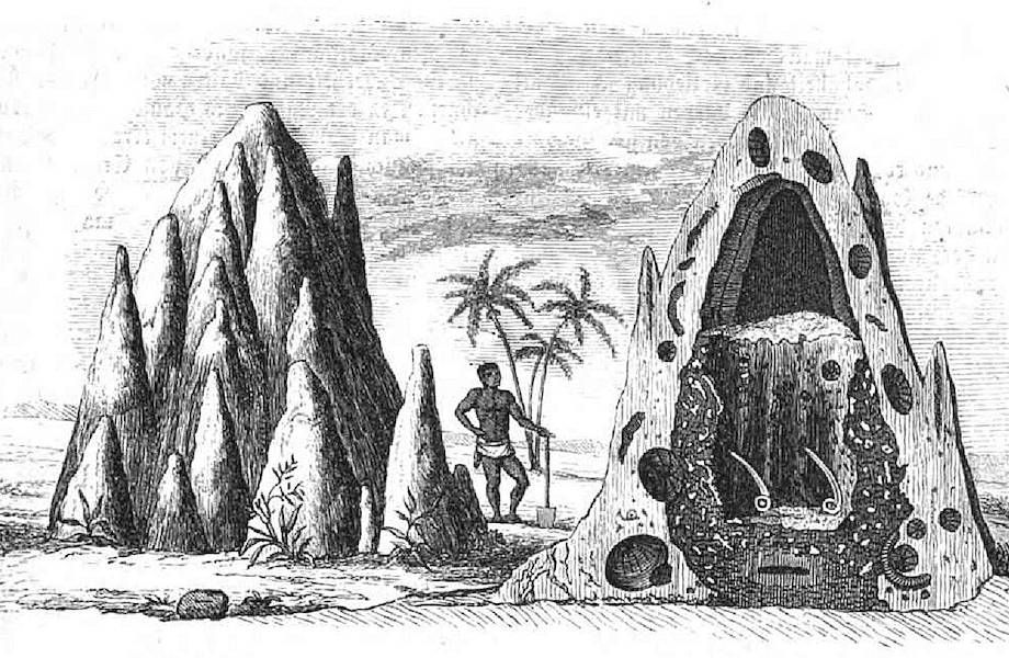 Видео: Что происходит внутри термитника Видео: Что происходит внутри термитника