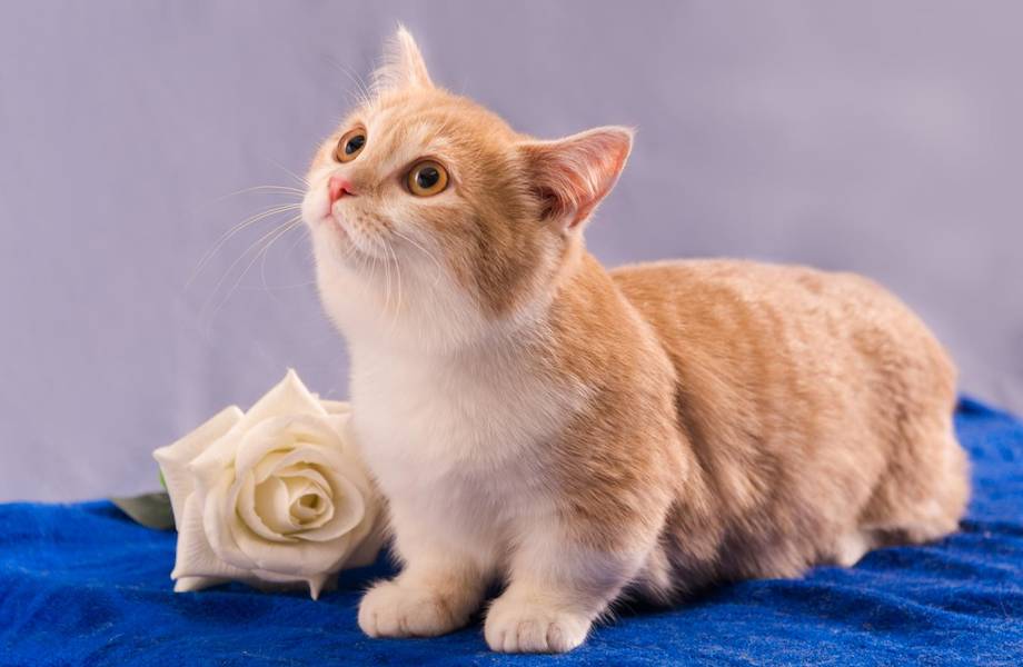 10 фото «корги» из мира кошек: когда появились манчкины, и хорошо ли им живется