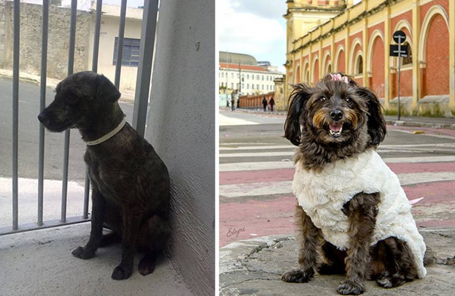 До и после в 15 снимках: фотограф снимает бездомных животных, которые обрели дом