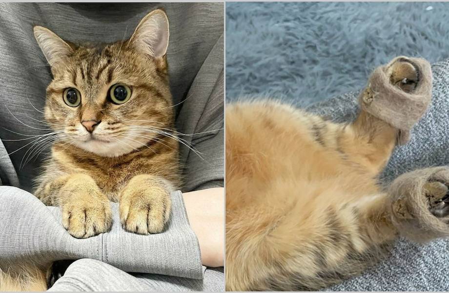 16 фото о том, что можно сделать с кошачьей шерстью: связать очаровательные тапочки