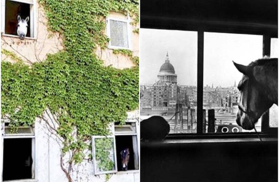 9 фотографий многоэтажных конюшен: зачем их строили