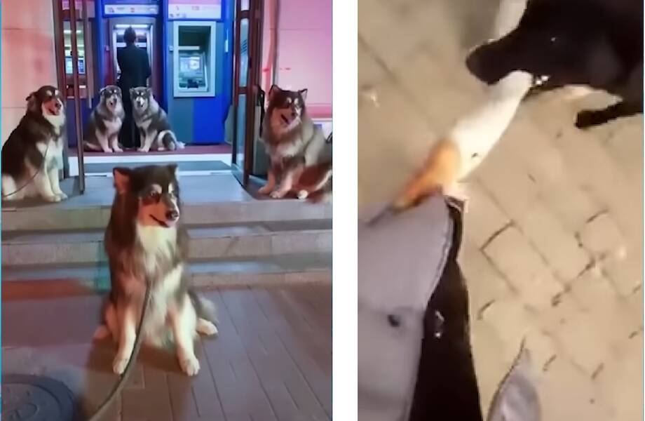 Видео: Невероятные случаи, когда животные спасали своих хозяев