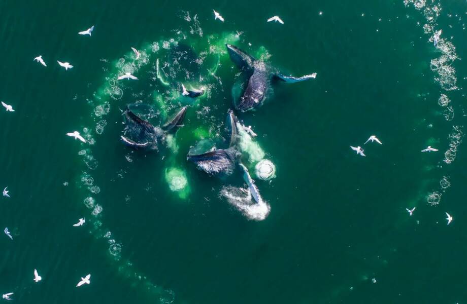 Видео: Биологи изучали океан, как вдруг рядом забурлила вода и заставила отвлечься