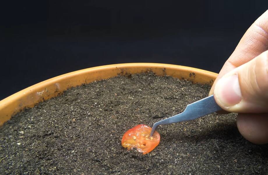 Как растет томат из кусочка помидорки — любопытный таймлапс, который снимали 120 дней