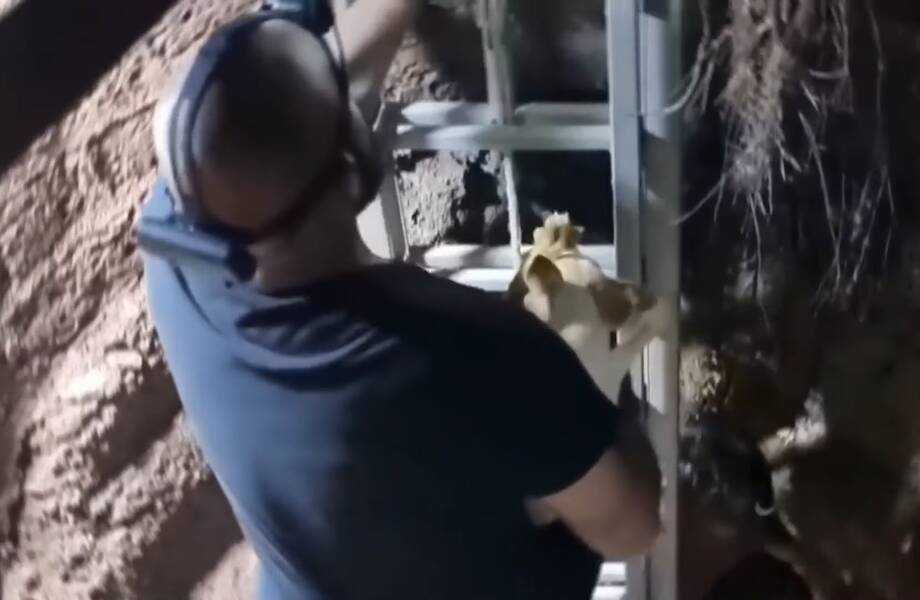 Видео: Животные были обречены, но на помощь подоспели люди — кадры со всего мира