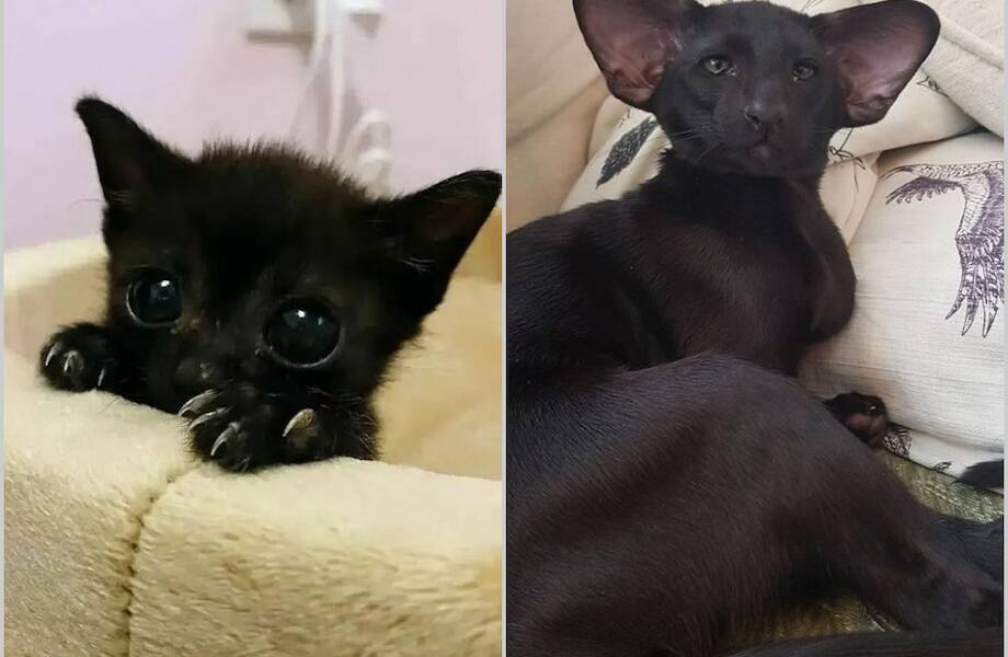 14 фото от несуеверных людей, которые решились завести черного кота