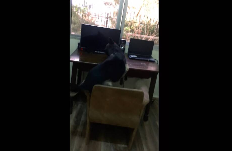 Видео: Умный пес предельно ясно показал хозяину, что именно ему нужно