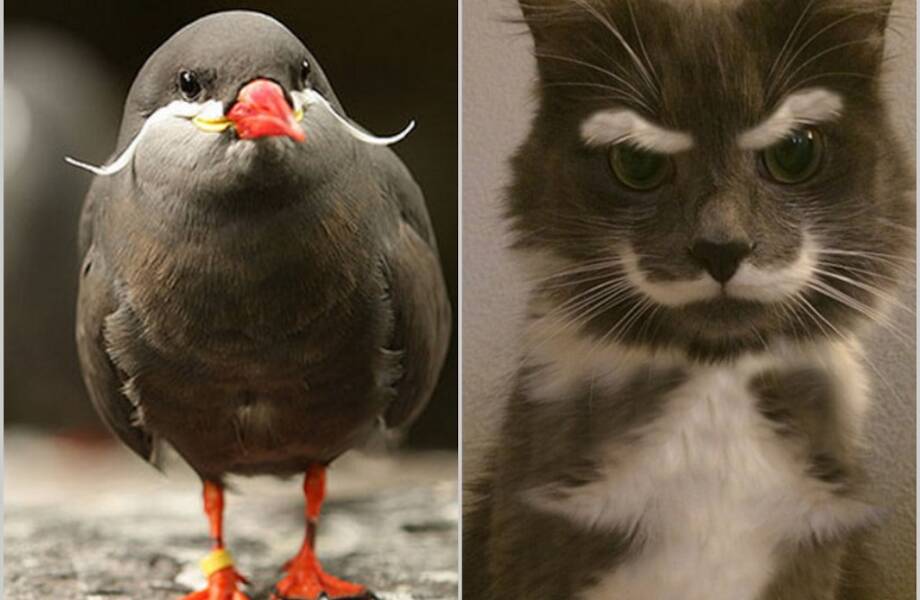 15 очаровательных животных, у которых самые классные усы 15 очаровательных животных, у которых самые классные усы