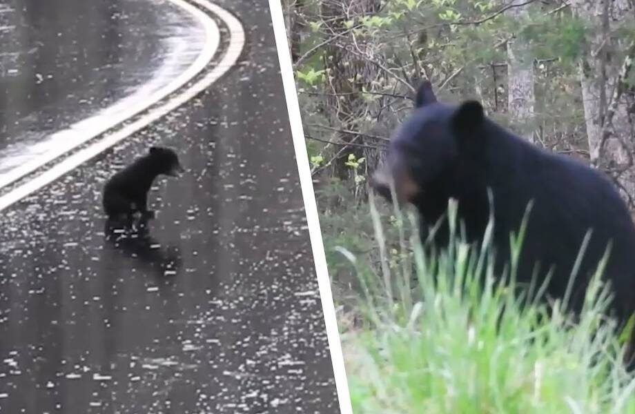 Видео: Медведица следит из леса, что малыши творят на дороге — поразительные кадры