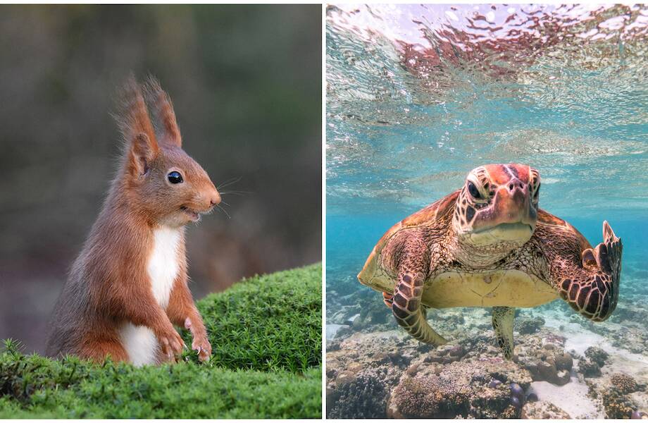 20 фотографий диких животных, которые вызвали улыбку у зрителей