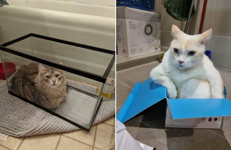 19 смешных снимков котов, которые расположились в неподходящих местах