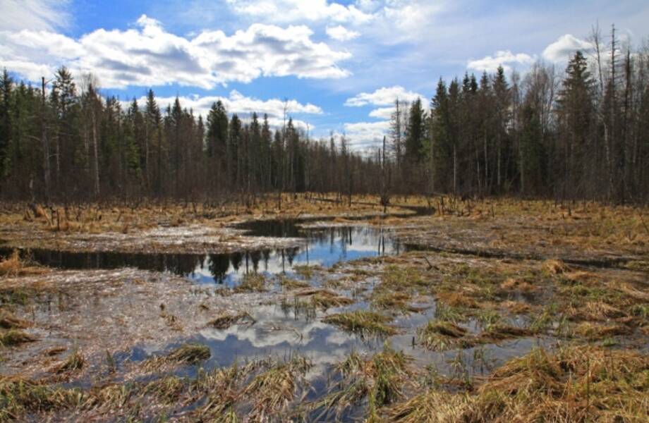 Что сводит с ума людей, оказавшихся в череповецкой трясине